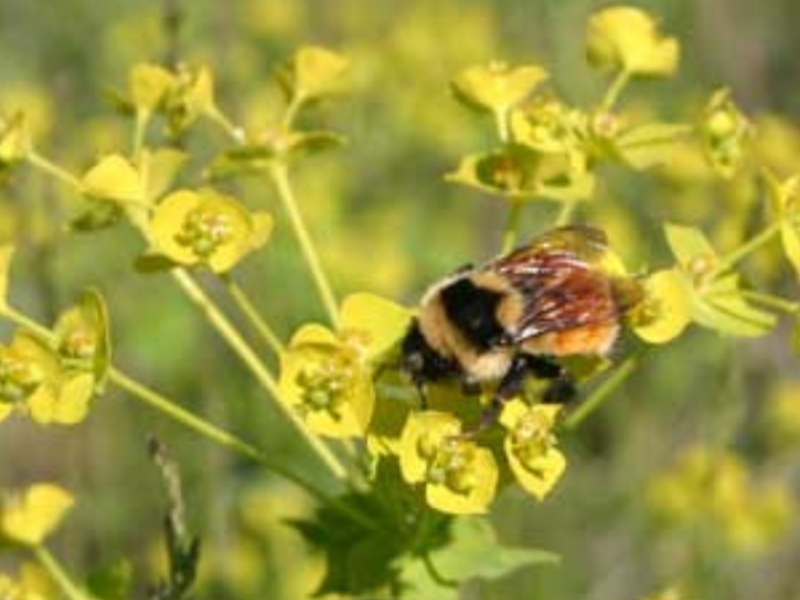 A bumble bee on yellow leafy spurge.