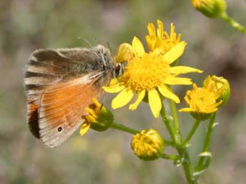 A butterfly capturing by a Yellow crab spider hiding on a yellow groundsel flower.