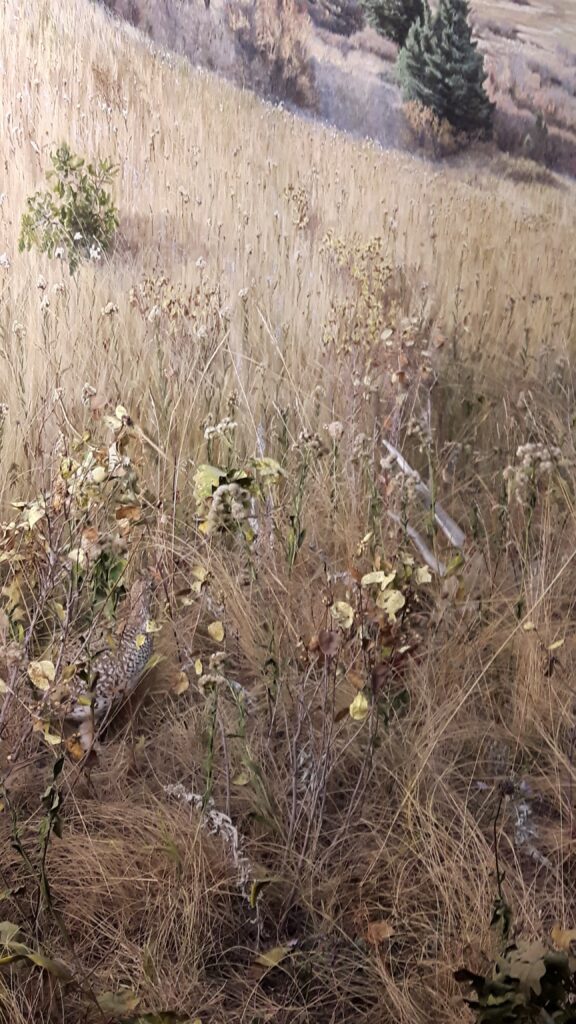 A Museum diorama showing a nature scene with tall grass and branches, and a taxidermized bird specimen blending in to the environment.