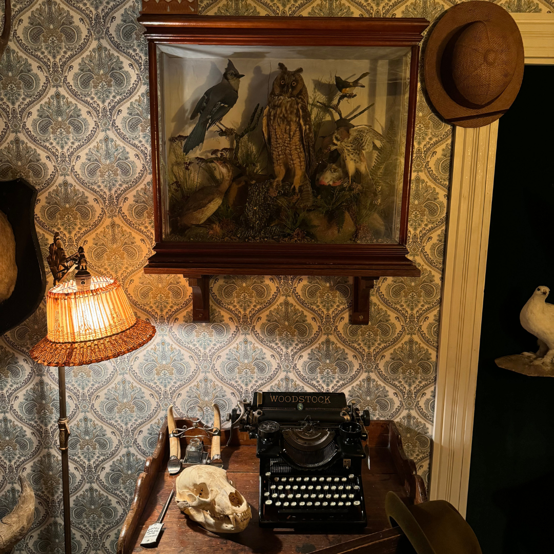 Close view at a portion of a storefront in the Museum's Winnipeg 1920 Cityscape. On a small wooden desk is a typewriter, a bison horn inkwell, and animal skull. Above the desk is a glass menagerie filled with taxidermized birds in a recreated nature scene.