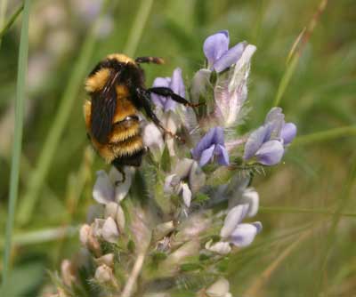 Close up on a bumble bee on a plant with a bunch of small purple flowers at the top.