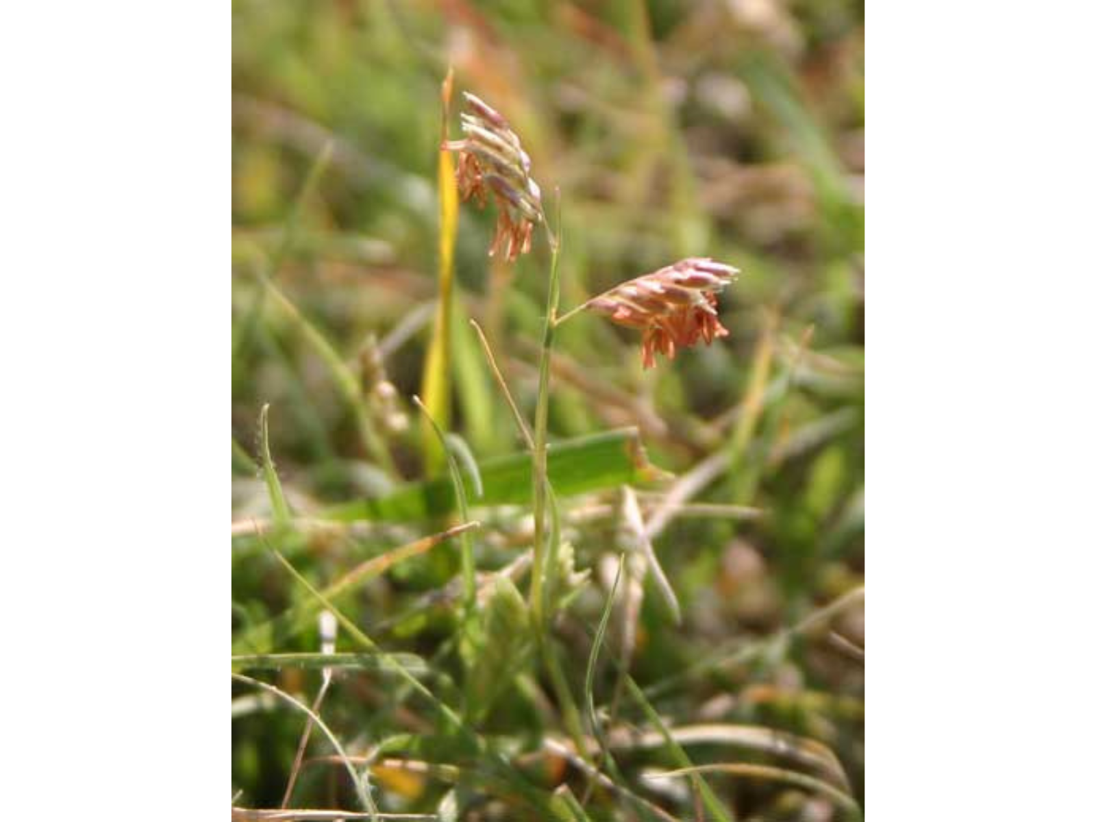 Close-up on a stalk of Buffalograss, a single stalk splits into two, with either end having a fan of stamens.