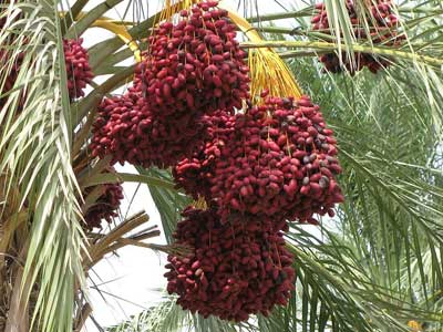 A palm tree weighed down by large bunches of red dates.