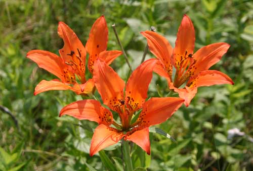 Close-up on three orange lilies.