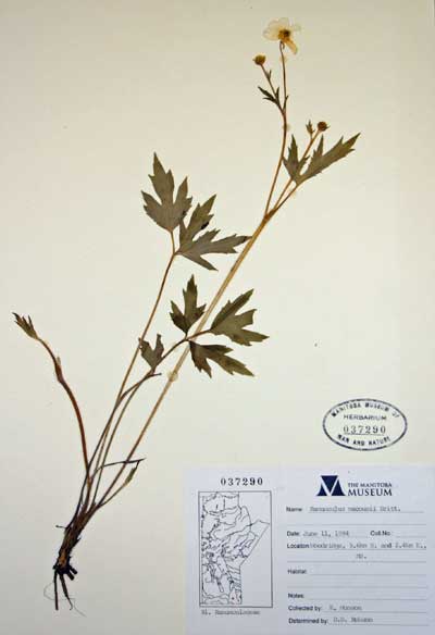 A pressed buttercup specimen with plant and collection details noted on the lower right corner of the page.