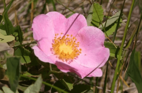 Close up on a pink flower of a Prickly wild rose.