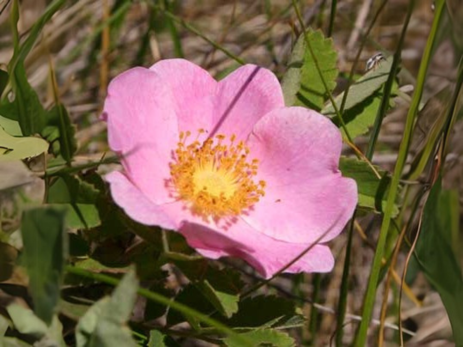 Close up on a pink flower of a Prickly wild rose.