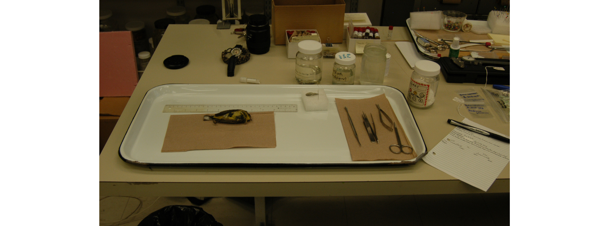 A small bird specimen laid out on a tray alongside a number of tools.