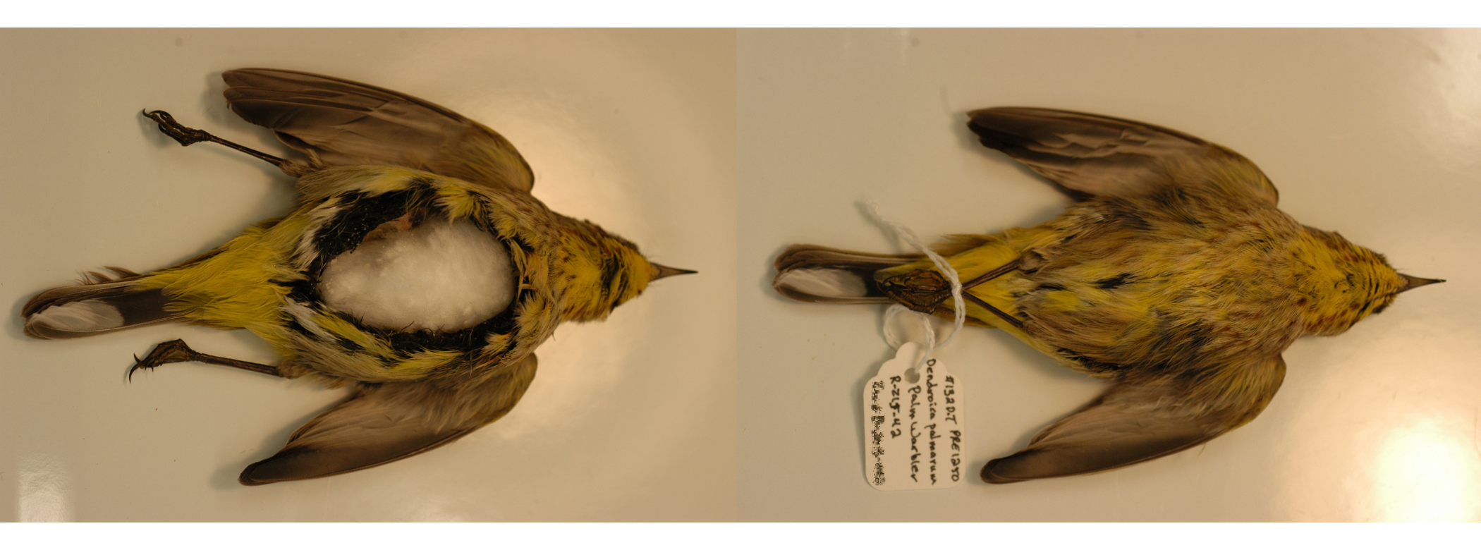 Two photos of a Pal Warbler specimen side by side. On the left the bird's innards have been removed and replaced with white cotton batting. On the right, the cavity has been sewn back up.