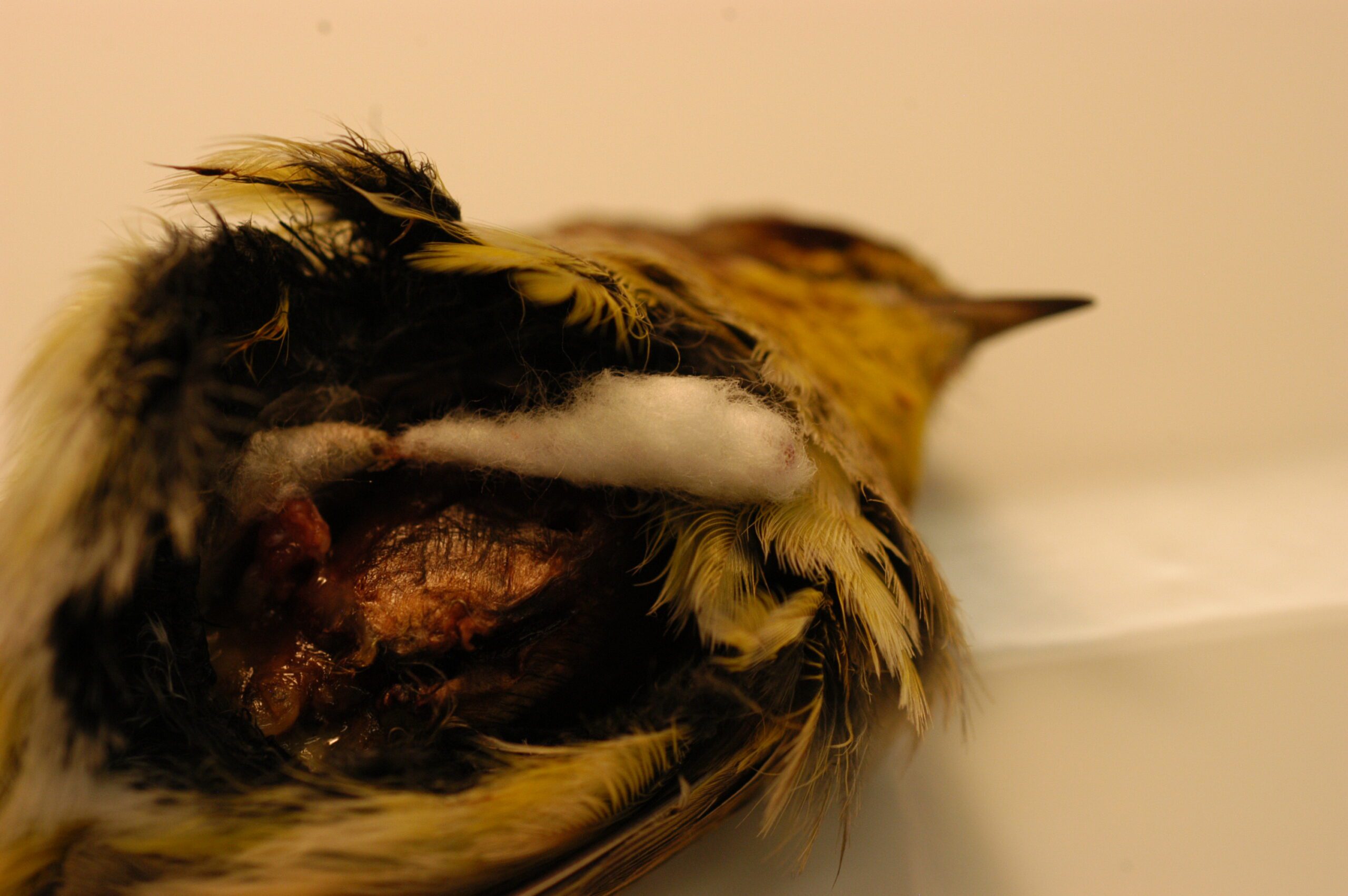 Close up on a yellow and black bird specimen, with its femur wrapped in white cotton.