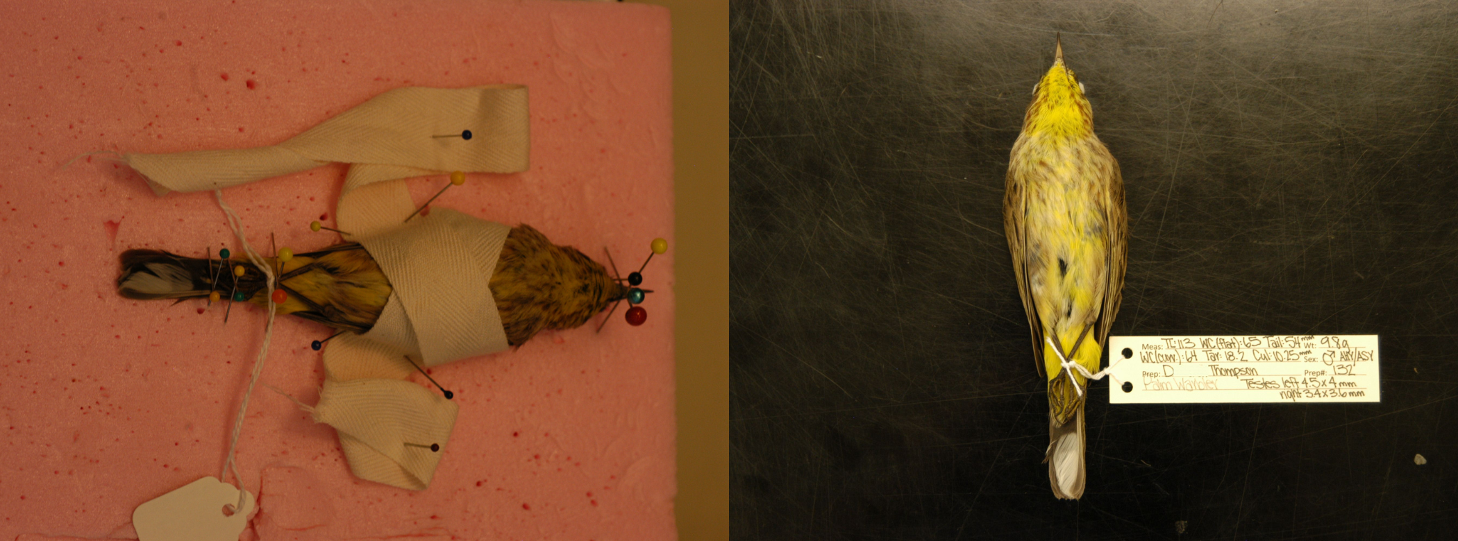 Two photographs of a Palm Warbler specimen side by side. On the left, the bird is wrapped an pinned to foam for drying. On the right is the finished bird specimen, it's yellow feathers bright against a black background, with a small identification label attached to one of its legs.