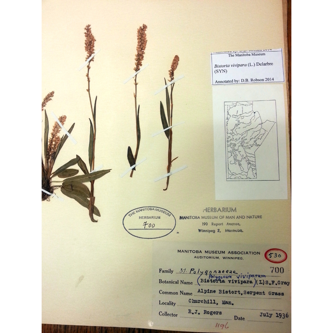 Pressed plant herbarium specimen accompanied by an identification data panel labeling it as 'Bistorta vivpara'.