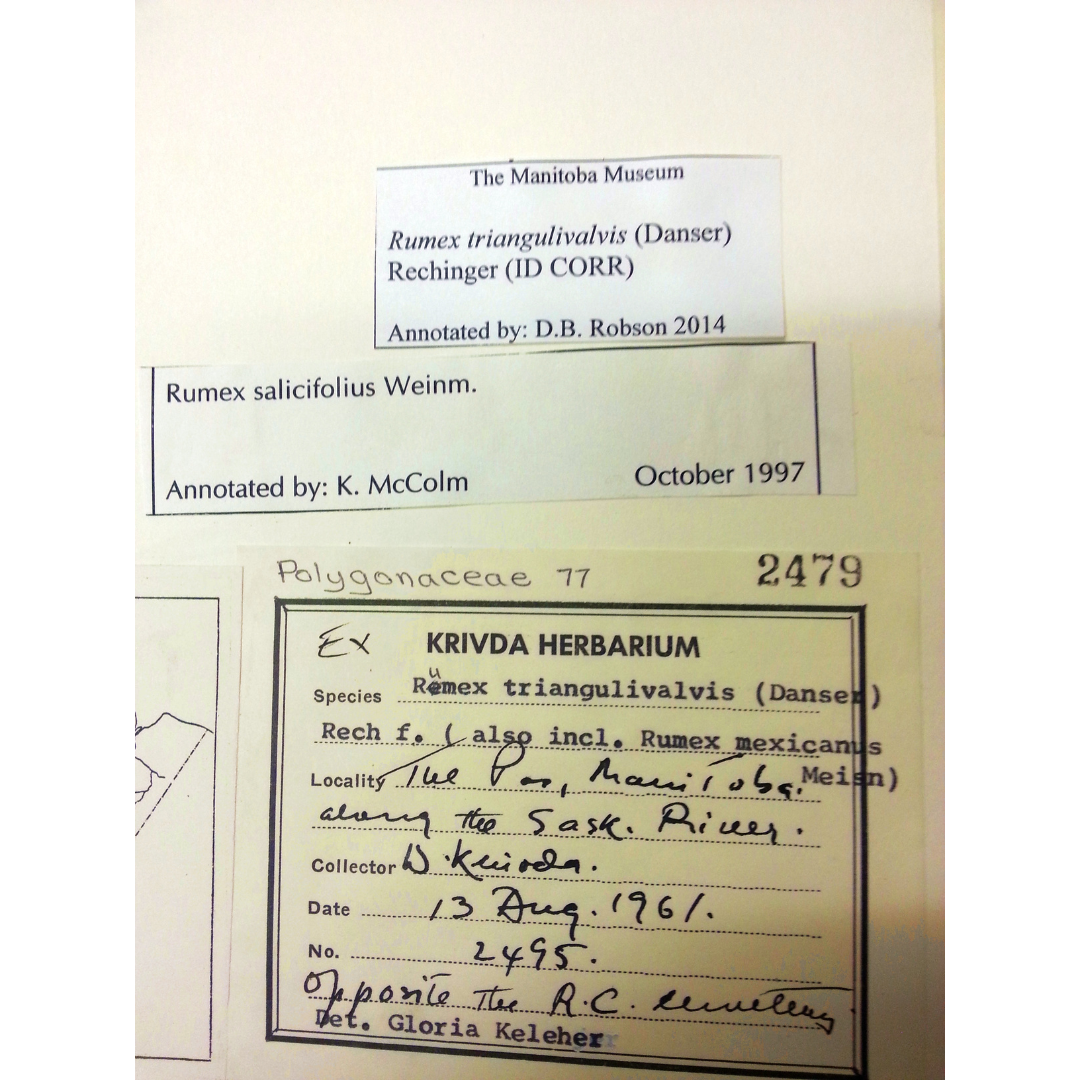 Herbarium identification label for a 'Rumex triangulivalis' specimen showing that as the originally identified name, which was then incorrectly corrected in 1997, and recorrected in 2014.