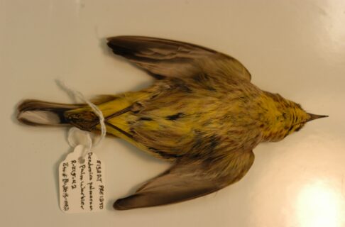 A Palm Warbler bird specimen laid out during the preparation process with a label attached to one of its feet.