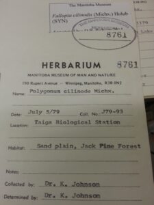 Close up on the identification data of a herbarium specimen in the Museum Collection. It is for a Polygonus elenode Michx collected in July 1979.