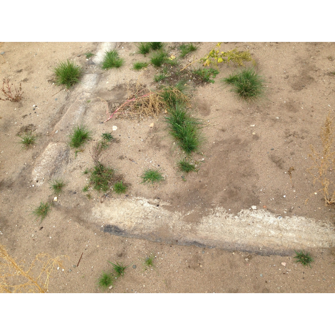 A right-angle corner made of wooden beams embedded in the ground - part of the remnants of the big house known as St. Albans.