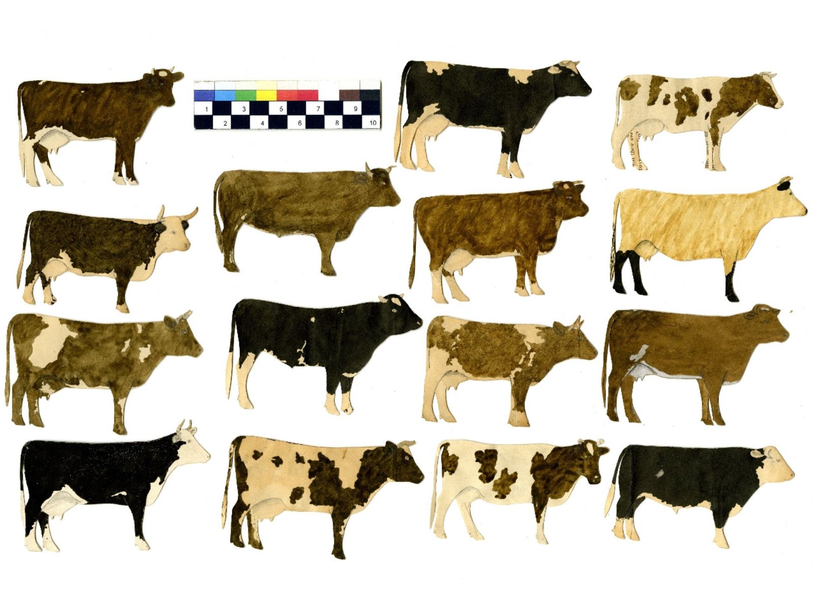 Fifteen diligently hand-painted paper cut outs of cows.