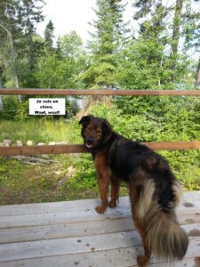 A black and borwn dog with a bushy tail stands on a wooden platforms in front of a railing before a wooden area. The dog is looking back towards the camera an a small text box near its head reads, "Je suis un chein. Wouf, wouf!"