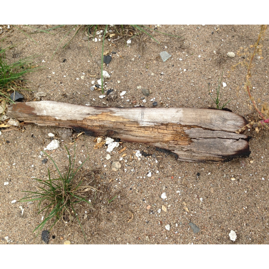 A wooden beam embedded in the ground - part of the remnants of the big house known as St. Albans.