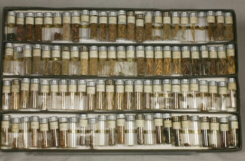 A shallow box containing four rows of small vials containing seeds.