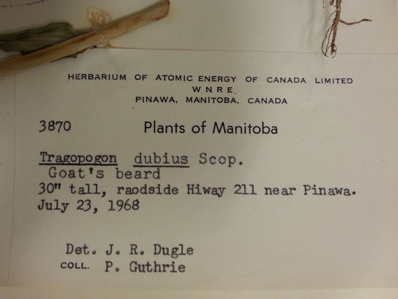 CLose up on a Tragopogon dubius herbarium specimen identification note. The name Tragopogon dubius is underlined. 