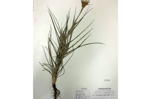 A pressed Goat's Beard, or Tragopogon dubius, specimen with Museum Herbarium Collection indentification information in the lower right corner of the page.