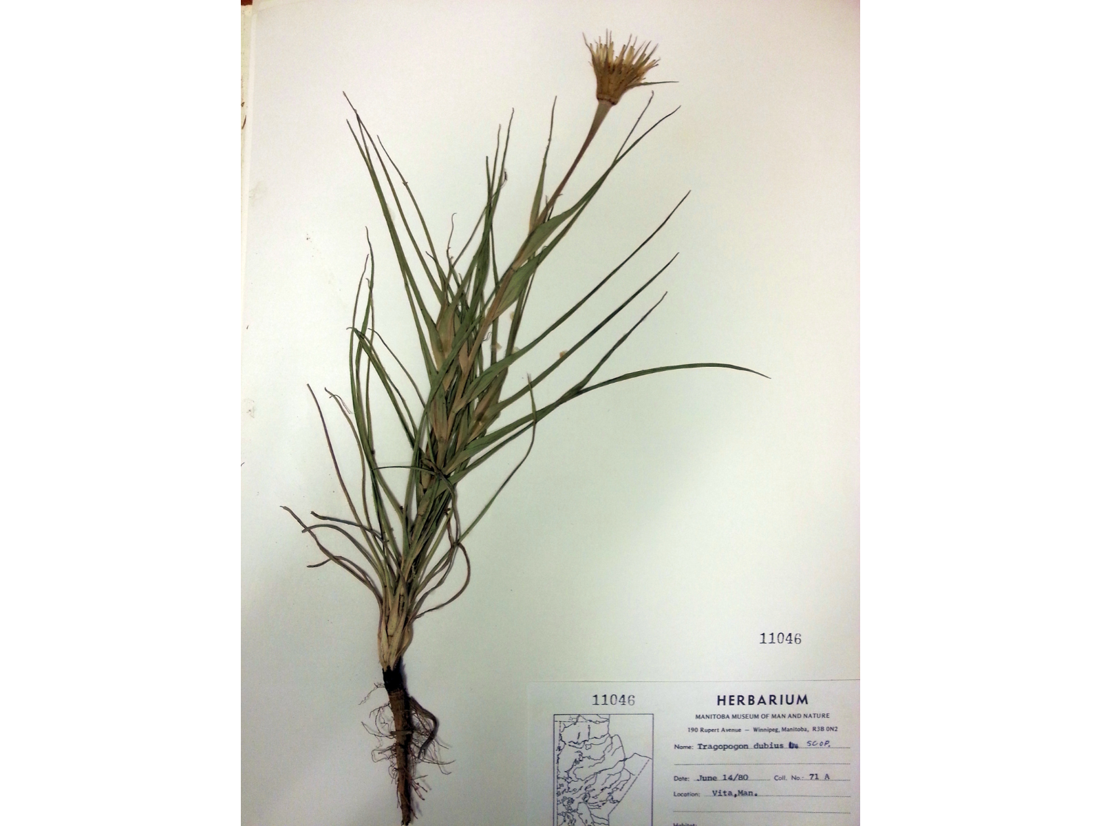 A pressed Goat's Beard, or Tragopogon dubius, specimen with Museum Herbarium Collection indentification information in the lower right corner of the page.