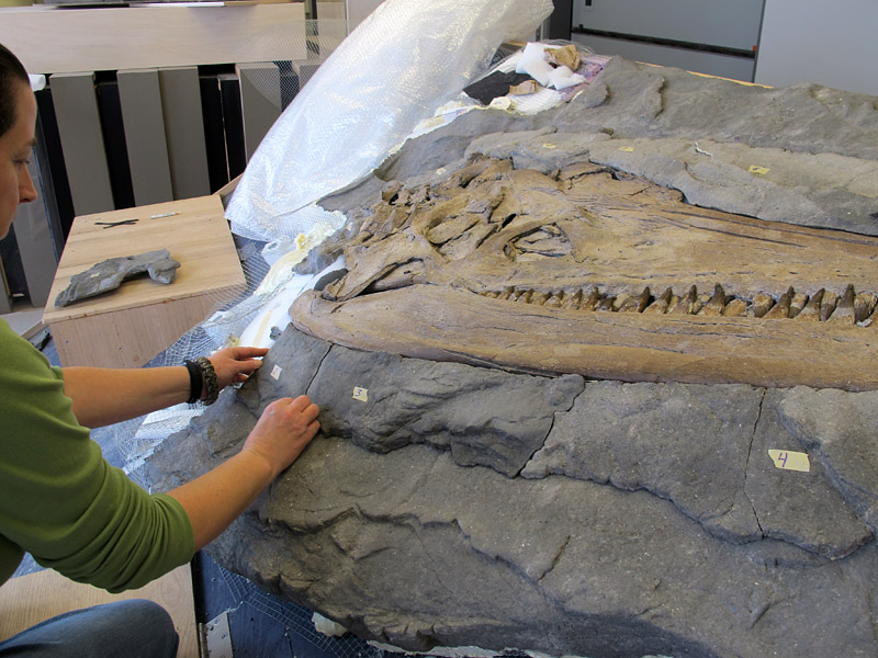 Debbie, sitting mostly out of frame, places a piece of artificial rock in its spot on the pliosaur mount.