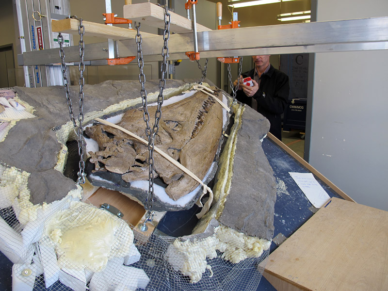 The Pliosaur skull being lowered on chains into its' place in the mount.