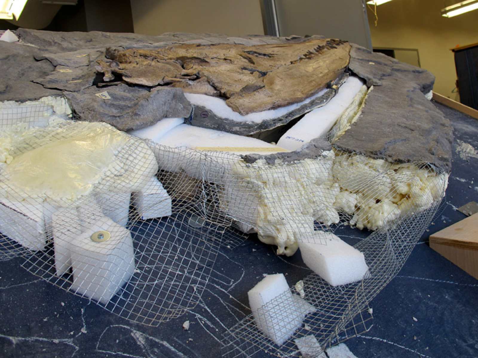 A Pliosaur skull partially embedded in mounting material made to look like an artificial bed of shale, filled with sculpting material, netting, and spray foam.