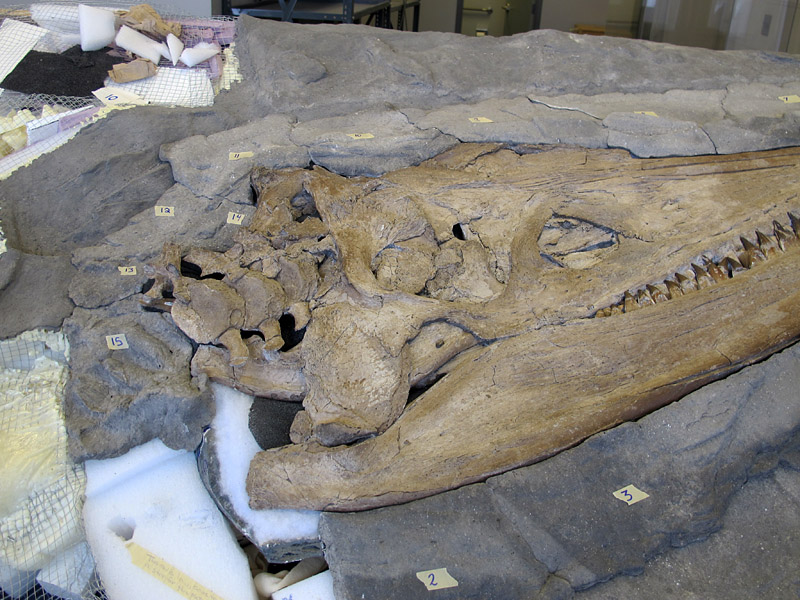 A close-up look at the Pliosaur skull in the partially constructed mount. Small markers are on each piece of the artificial rock to identify their final positions.