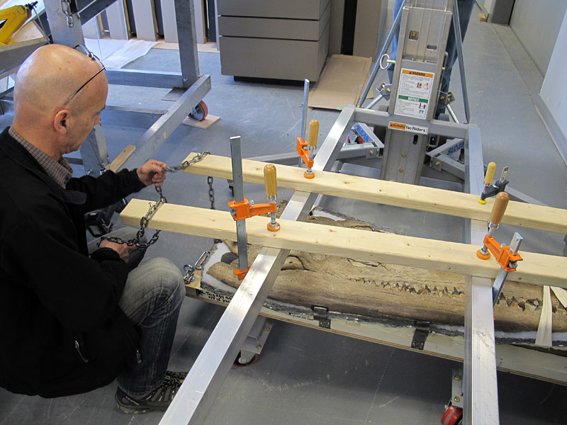 The Pliosaur skull lowered onto a cart with the drywall lift to move back into storage until installation.