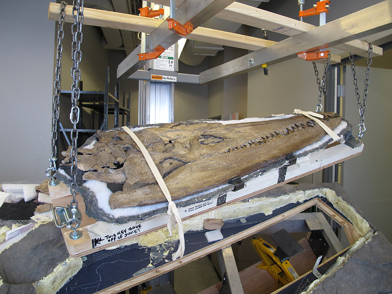 The Pliosaur skull held aloft on a lift with chains, well over the rest of the mount.