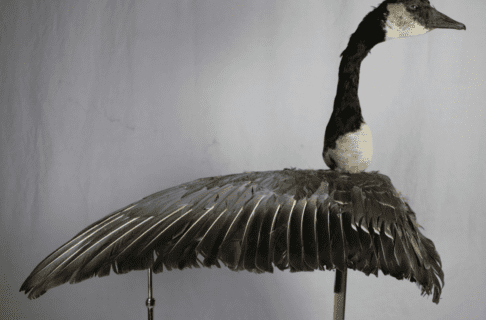 A goose decoy with a taxidermized Canada goose head, and a body form covered in goose feathers.