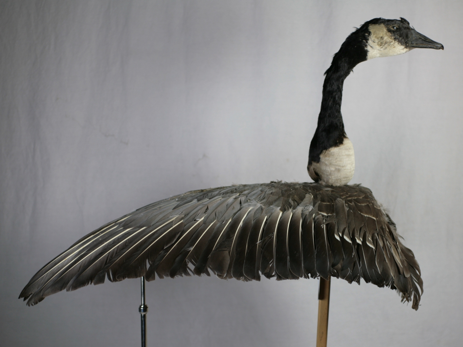 A goose decoy with a taxidermized Canada goose head, and a body form covered in goose feathers.