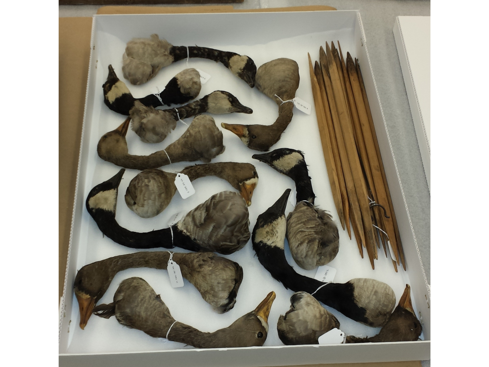 Taxidermized and preserved goose heads neatly arranged in a specimen box, with a cluster of decoy stakes along the upper right side for the box.