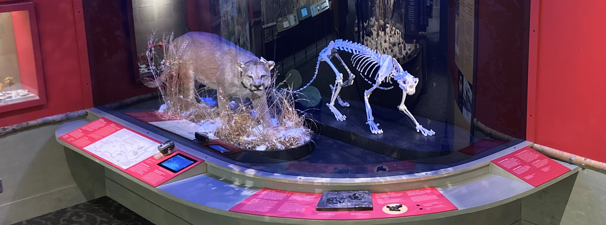 A large, curved glass encased exhibit containing a taxidermized cougar and reconstructed skeleton. The case has information panels curving around it.