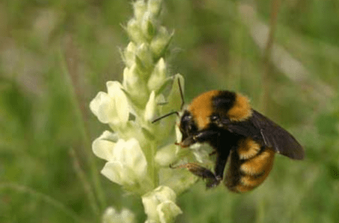 A bumblebee at a cone-shaped cluster of white flowers.