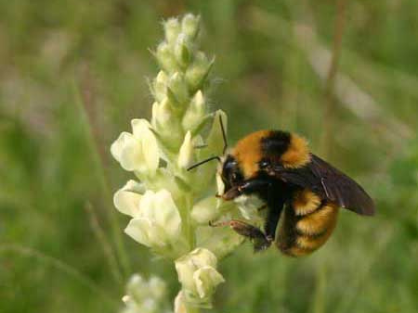 A bumblebee at a cone-shaped cluster of white flowers.