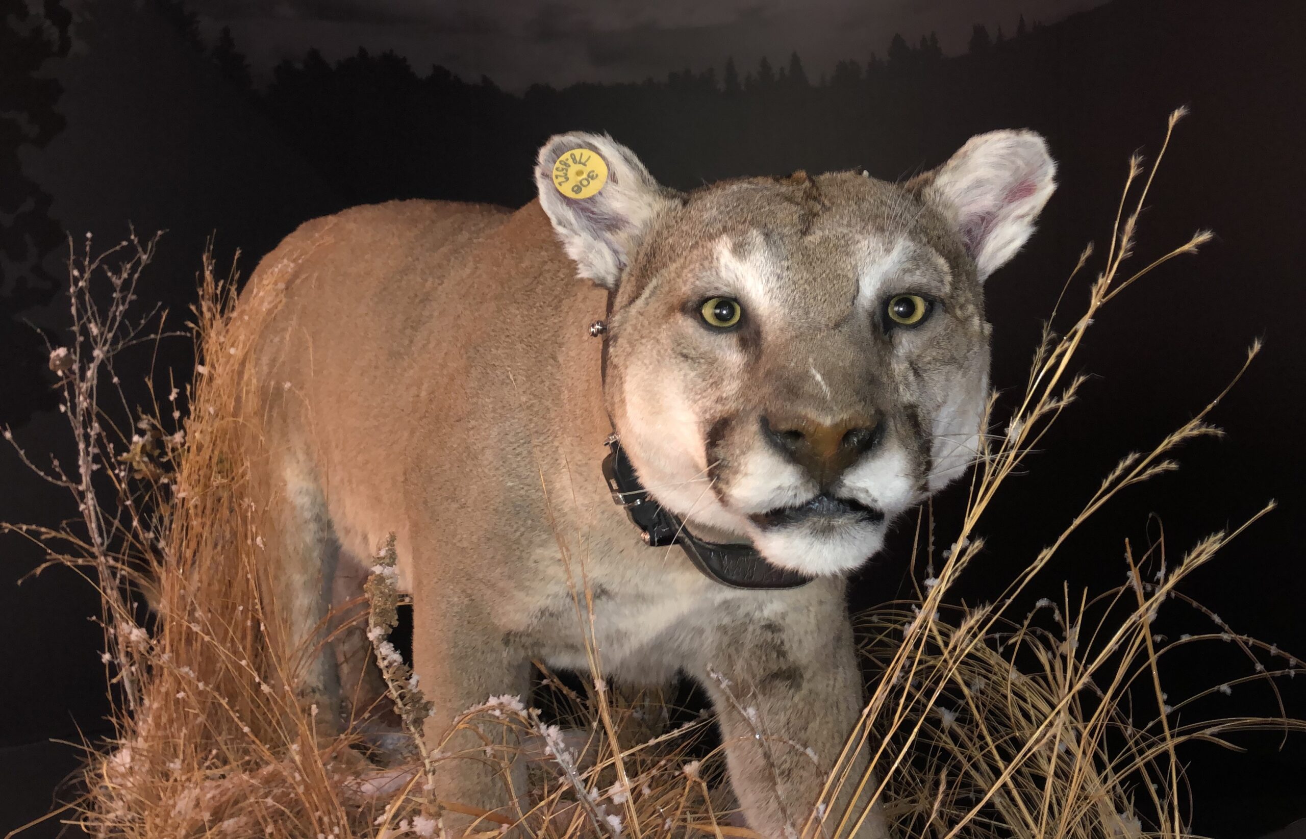 Face on view of a taxidermized cougar skin. The cougar is wearing a tracking collar and prowling through tall grasses.