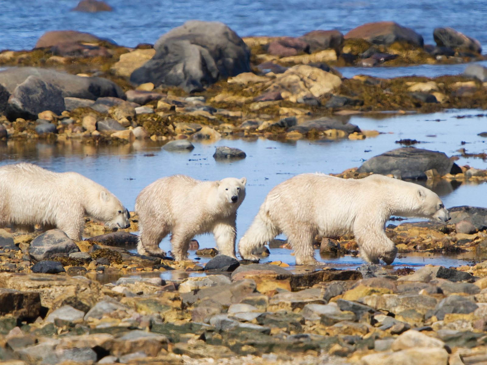 Three polar bears walking across a craggy shoreline.