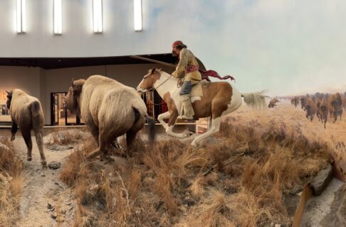 Image of the interior of a diorama with four bison running and a mannequin holding a gun riding a horse.