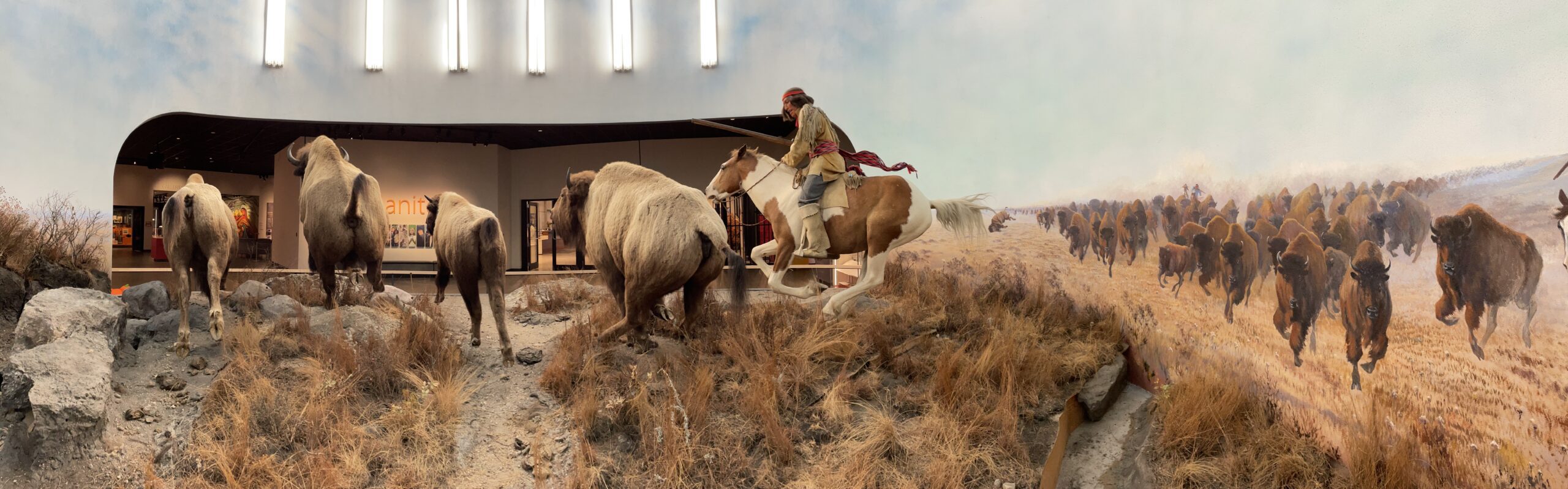 Image of the interior of a diorama with four bison running and a mannequin holding a gun riding a horse.