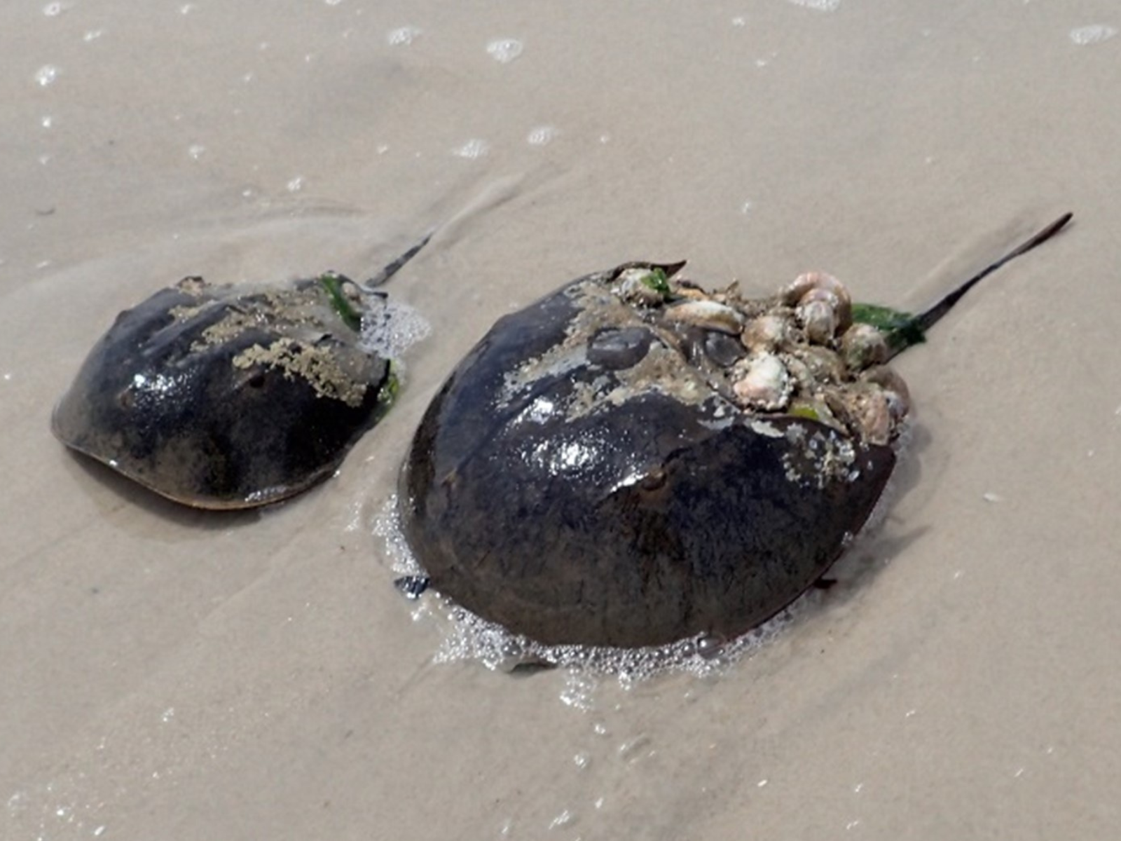 Two horseshoe crabs with barnacles in spots on their shells on a sandy beach.