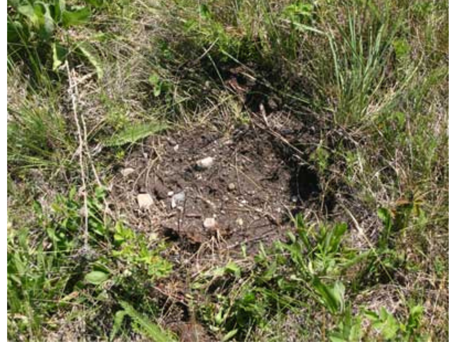 A rough patch of dug-up dirt in an otherwise grassy area.