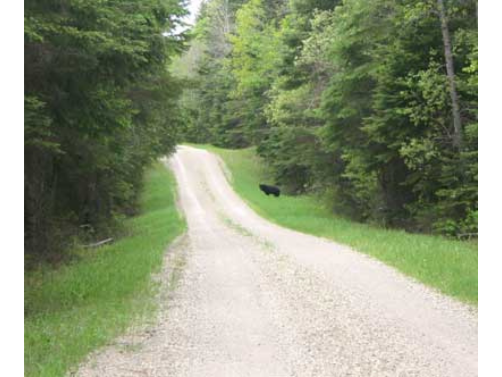 View down a tree-line gravel road, with a black bear in the distant mid ground near the tree line.