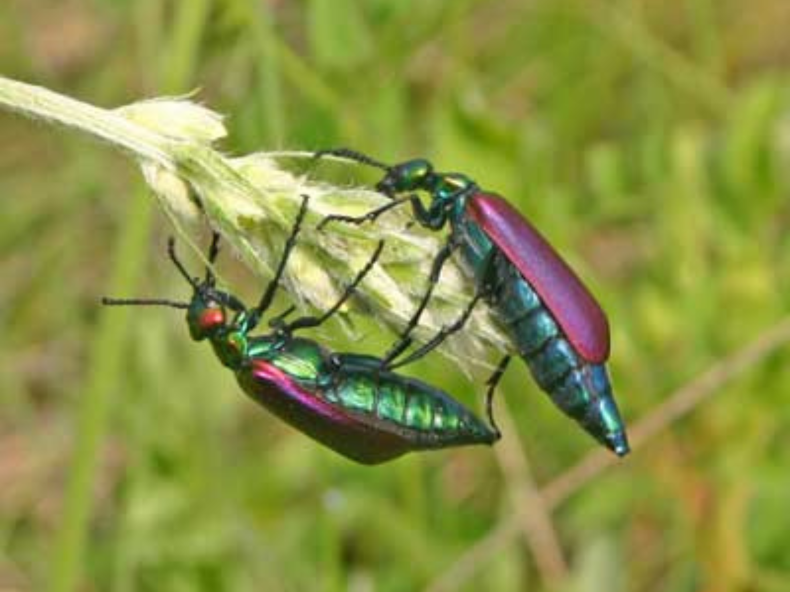 Two iridescent beetles, one on either side of the head of a seeded stalk of grass.