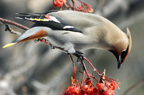 A Bohemian waxwing perched on a branch above a cluster of red berries.