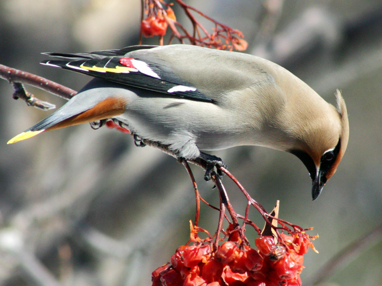 A Bohemian waxwing perched on a branch above a cluster of red berries.