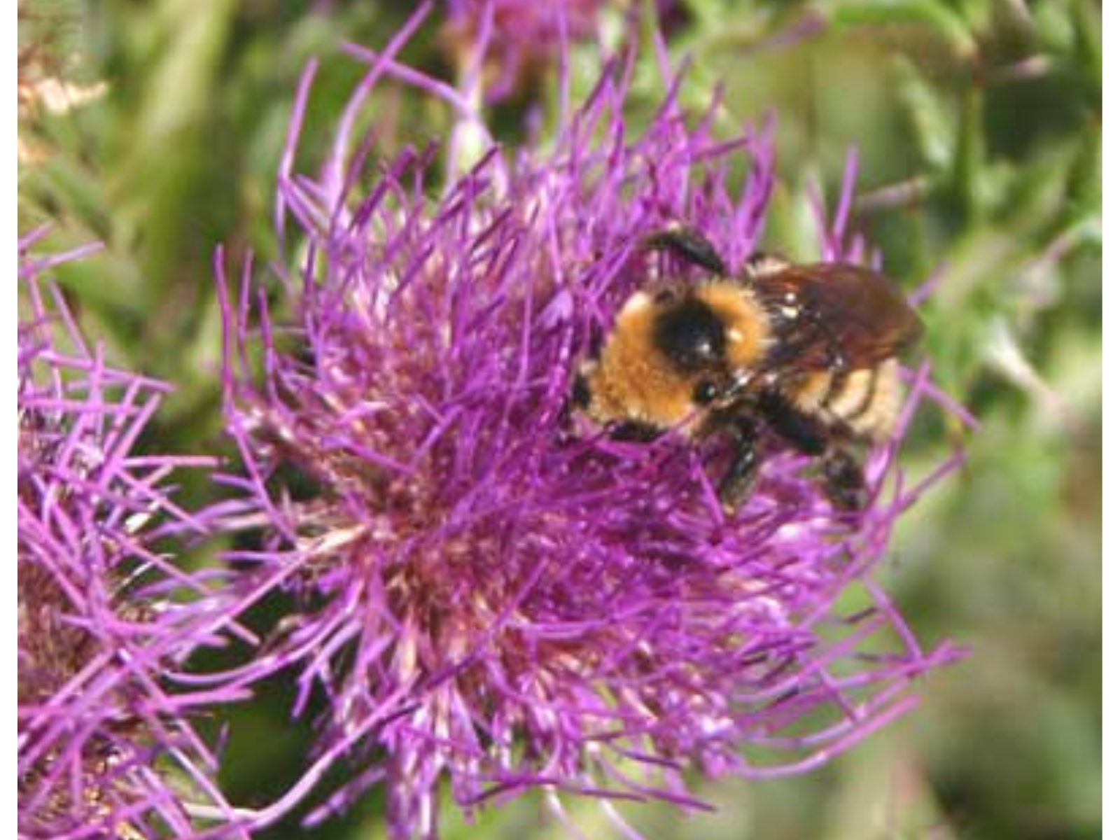 A black and white bumblebee on a fuzzy purple flower.